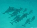 030506_Shaab Samadai - Dauphins - Dsc02072~